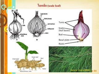 Free Powerpoint Templates
Page 64
ใบเกล็ด (scale leaf)
สนทะเล สนประดิพัทธ์
 