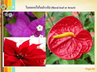 Free Powerpoint Templates
Page 65
ใบดอกหรือใบประดับ (floral leaf or bract)
 