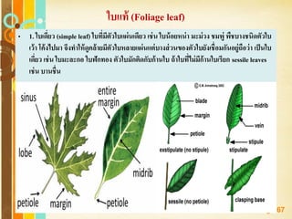 Free Powerpoint Templates
Page 67
ใบแท้ (Foliage leaf)
• 1. ใบเดี่ยว (simple leaf) ใบที่มีตัวใบแผ่นเดียว เช่น ใบน้อยหน่า มะม่วง ชมพู่ พืชบางชนิดตัวใบ
เว้า โค้งไปมา จึงทาให้ดูคล้ายมีตัวใบหลายแผ่นแต่บางส่วนของตัวใบยังเชื่อมกันอยู่ถือว่า เป็นใบ
เดี่ยว เช่น ใบมะละกอ ใบฟักทอง ตัวใบมักติดกับก้านใบ ถ้าใบที่ไม่มีก้านใบเรียก sessile leaves
เช่น บานชื่น
 