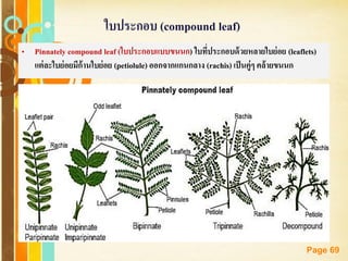 Free Powerpoint Templates
Page 69
ใบประกอบ (compound leaf)
• Pinnately compound leaf (ใบประกอบแบบขนนก) ใบที่ประกอบด้วยหลายใบย่อย (leaflets)
แต่ละใบย่อยมีก้านใบย่อย (petiolule) ออกจากแกนกลาง (rachis) เป็นคู่ๆ คล้ายขนนก
 
