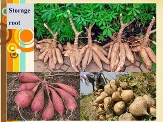 Free Powerpoint Templates
Page 7
Storage
root
 