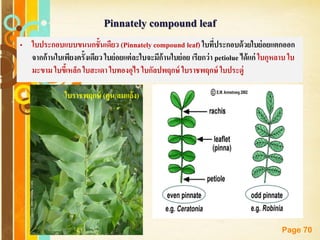 Free Powerpoint Templates
Page 70
Pinnately compound leaf
• ใบประกอบแบบขนนกชั้นเดียว (Pinnately compound leaf) ใบที่ประกอบด้วยใบย่อยแตกออก
จากก้านใบเพียงครั้งเดียว ใบย่อยแต่ละใบจะมีก้านใบย่อย เรียกว่า petiolue ได้แก่ ใบกุหลาบ ใบ
มะขาม ใบขี้เหล็ก ใบสะเดา ใบทองอุไร ใบกัลปพฤกษ์ ใบราชพฤกษ์ ใบประดู่
ใบราชพฤกษ์ (คูน/ลมแล้ง)
 