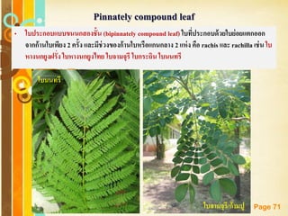 Free Powerpoint Templates
Page 71
Pinnately compound leaf
• ใบประกอบแบบขนนกสองชั้น (bipinnately compound leaf) ใบที่ประกอบด้วยใบย่อยแตกออก
จากก้านใบเพียง 2 ครั้ง และมีช่วงของก้านใบหรือแกนกลาง 2 แห่ง คือ rachis และ rachilla เช่น ใบ
หางนกยูงฝรั่ง ใบหางนกยูงไทย ใบจามจุรี ใบกระถิน ใบนนทรี
ใบนนทรี
ใบจามจุรี/ก้ามปู
 