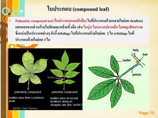 Free Powerpoint Templates
Page 73
ใบประกอบ (compound leaf)
• Palmately compound leaf (ใบประกอบแบบฝ่ ามือ) ใบที่ประกอบด้วยหลายใบย่อย (leaflets)
แตกออกจากส่วนก้านใบลักษณะคล้ายนิ้วมือ เช่น ใบนุ่น ใบหนวดปลาหมึก ใบพญาสัตบรรณ
ซึ่งแบ่งเป็นประเภทต่างๆ ดังนี้bifoliage ใบที่ประกอบด้วยใบย่อย 2 ใบ trifoliage ใบที่
ประกอบด้วยใบย่อย 3 ใบ
 