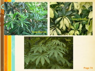Free Powerpoint Templates
Page 74
ใบพญาสัตบรรณ
ใบหนวดปลาหมึก
ใบนุ่น
 