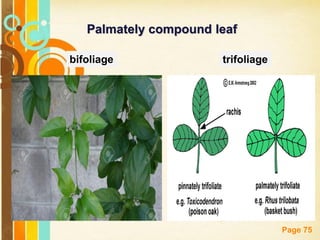 Free Powerpoint Templates
Page 75
Palmately compound leaf
bifoliage trifoliage
 