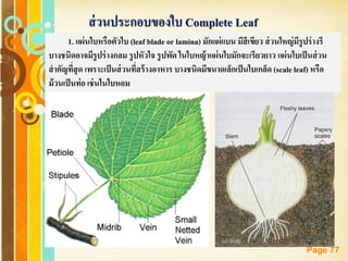 Free Powerpoint Templates
Page 77
ส่วนประกอบของใบ Complete Leaf
1. แผ่นใบหรือตัวใบ (leaf blade or lamina) มักแผ่แบน มีสีเขียว ส่วนใหญ่มีรูปร่างรี
บางชนิดอาจมีรูปร่างกลม รูปหัวใจ รูปพัด ในใบหญ้าแผ่นใบมักจะเรียวยาว แผ่นใบเป็นส่วน
สาคัญที่สุด เพราะเป็นส่วนที่สร้างอาหาร บางชนิดมีขนาดเล็กเป็นใบเกล็ด (scale leaf) หรือ
ม้วนเป็นท่อ เช่นในใบหอม
 