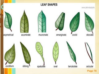 Free Powerpoint Templates
Page 78
 