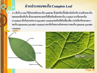 Free Powerpoint Templates
Page 79
ส่วนประกอบของใบ Complete Leaf
• 1.1 เส้นใบ (vein) ให้สังเกตเส้นกลางใบ (midrib) ซึ่งต่อเป็นเนื้อเดียวกับก้านใบ จากเส้นกลางใบ
แยกออกเป็นเส้นใบ ซึ่งจะแยกแขนงออกไปอีกเป็นเส้นแขนงใบ (veinlet) การเรียงของใบ
(venation) เส้นใบแบบขนาน (parallel venation)พบในพืชใบเลี้ยงเดี่ยว แบ่งเป็นเรียงตามยาว
ของใบ (plamately parallel venation) และเส้นใบขนานกันตามขวางของใบ (pinately parallel
venation)
 