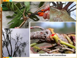 Free Powerpoint Templates
Page 8
 