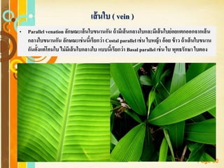 Free Powerpoint Templates
Page 80
เส้นใบ ( vein )
• Parallel venation ลักษณะเส้นใบขนานกัน ถ้ามีเส้นกลางใบและมีเส้นใบย่อยแตกออกจากเส้น
กลางใบขนานกัน ลักษณะเช่นนี้เรียกว่า Costal parallel เช่น ใบหญ้า อ้อย ข้าว ถ้าเส้นใบขนาน
กันตั้งแต่โคนใบ ไม่มีเส้นใบกลางใบ แบบนี้เรียกว่า Basal parallel เช่น ใบ พุทธรักษา ใบตอง
 