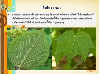 Free Powerpoint Templates
Page 81
เส้นใบ ( vein )
• Reticulate venation หรือ netted venation ลักษณะคล้ายร่างแห สานกัน ถ้ามีเส้นกลางใบและมี
เส้นใบย่อยแตกออกจากเส้นกลางใบ ลักษณะเช่นนี้เรียกว่า pinnately netted venation ถ้าแตก
จากโคนของใบ ไม่มีเส้นใบกลางใบ แบบนี้เรียกว่า palmately
 