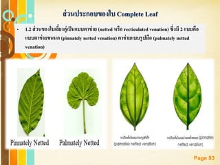 Free Powerpoint Templates
Page 83
ส่วนประกอบของใบ Complete Leaf
• 1.2 ส่วนของใบเลี้ยงคู่เป็นแบบตาข่าย (netted หรือ recticulated venation) ซึ่งมี 2 แบบคือ
แบบตาข่ายขนนก (pinnately netted venation) ตาข่ายแบบรูปมือ (palmately netted
venation)
 