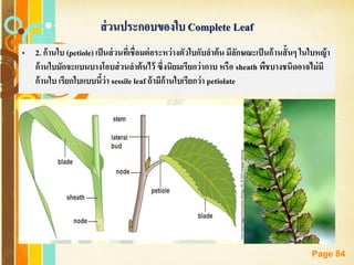 Free Powerpoint Templates
Page 84
ส่วนประกอบของใบ Complete Leaf
• 2. ก้านใบ (petiole) เป็นส่วนที่เชื่อมต่อระหว่างตัวใบกับลาต้น มีลักษณะเป็นก้านสั้นๆ ในใบหญ้า
ก้านใบมักจะแบนบางโอบส่วนลาต้นไว้ ซึ่งนิยมเรียกว่ากาบ หรือ sheath พืชบางชนิดอาจไม่มี
ก้านใบ เรียกใบแบบนี้ว่า sessile leaf ถ้ามีก้านใบเรียกว่า petiolate
 