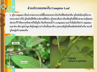 Free Powerpoint Templates
Page 85
ส่วนประกอบของใบ Complete Leaf
• 3. หูใบ (stipule) เป็นส่วนของระยางค์ที่ยื่นออกมาตรงโคนใบที่ติดกับลาต้น หูใบมักมีอายุไม่นาน
และจะลดร่วงไป หูใบมักมีสีเขียวแต่อาจมีสีเช่น หูใบของต้นยางอินเดียหูใบมีสีสันสวยงามหุ้มยอด
อ่อนเอาไว้ พืชบางชนิดอาจไม่มีหูใบ เรียกใบแบบนี้ว่า exstipulate leaf ถ้ามีหูใบเรียกว่า stipulate
leaf เช่น เข็ม พุดน้าบุด มีหูใบอยู่ระหว่างใบทั้งสองข้าง กุหลาบมีหูใบเชื่อมติดต่อกับก้านใบ ชบามี
หูใบอยู่บริเวณซอกใบ
 