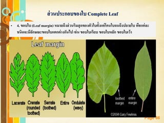 Free Powerpoint Templates
Page 86
ส่วนประกอบของใบ Complete Leaf
• 4. ขอบใบ (Leaf margin) หมายถึงส่วนริมสุดของตัวใบตั้งแต่โคนใบจนถึงปลายใบ พืชแต่ละ
ชนิดจะมีลักษณะขอบใบแตกต่างกันไป เช่น ขอบใบเรียบ ขอบใบหยัก ขอบใบเว้า
 