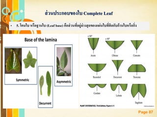 Free Powerpoint Templates
Page 87
ส่วนประกอบของใบ Complete Leaf
• 5. โคนใบ หรือฐานใบ (Leaf base) คือส่วนที่อยู่ล่างสุดของแผ่นใบที่ติดกับก้านใบหรือกิ่ง
 