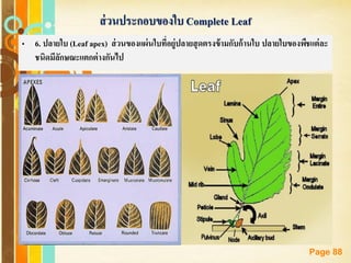 Free Powerpoint Templates
Page 88
ส่วนประกอบของใบ Complete Leaf
• 6. ปลายใบ (Leaf apex) ส่วนของแผ่นใบที่อยู่ปลายสุดตรงข้ามกับก้านใบ ปลายใบของพืชแต่ละ
ชนิดมีลักษณะแตกต่างกันไป
 