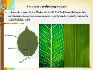 Free Powerpoint Templates
Page 89
ส่วนประกอบของใบ Complete Leaf
• 7. เส้นกลางใบ (Midrib) คือ ส่วนที่ยื่นต่อจากก้านใบเข้าไปในตัวใบ มีลักษณะเป็นสันนูน แบ่งใบ
ออกเป็นสองซีก เส้นกลางใบจะแตกแขนงมากมายกระจายไปทั่วแผ่นใบ เรียกว่า เส้นใบ (Vein) ซึ่ง
จะช่วยให้แผ่นใบกางอยู่ได้
 