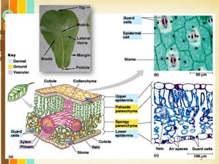 Free Powerpoint Templates
Page 91
 