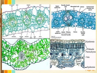 Free Powerpoint Templates
Page 92
 