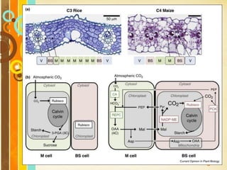 Free Powerpoint Templates
Page 93
 