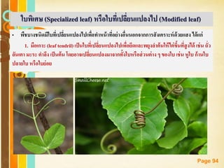 Free Powerpoint Templates
Page 94
ใบพิเศษ (Specialized leaf) หรือใบที่เปลี่ยนแปลงไป (Modified leaf)
• พืชบางชนิดมีใบที่เปลี่ยนแปลงไปเพื่อทาหน้าที่อย่างอื่นนอกจากการสังเคราะห์ด้วยแสง ได้แก่
1. มือเกาะ (leaf tendril) เป็นใบที่เปลี่ยนแปลงไปเพื่อยึดและพยุงลาต้นให้ไต่ขึ้นที่สูงได้ เช่น ถั่ว
ลันเตา มะระ ตาลึง เป็นต้น โดยอาจเปลี่ยนแปลงมาจากทั้งใบหรือส่วนต่าง ๆ ของใบ เช่น หูใบ ก้านใบ
ปลายใบ หรือใบย่อย
 