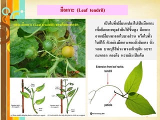Free Powerpoint Templates
Page 95
มือเกาะ (Leaf tendril)
เป็นใบที่เปลี่ยนแปลงไปเป็นมือเกาะ
เพื่อยึดและพยุงลาต้นให้ขึ้นสูง มือเกาะ
อาจเปลี่ยนมาจากใบบางส่วน หรือใบทั้ง
ใบก็ได้ ตัวอย่างมือเกาะของถั่วลันเตา ถั่ว
หอม บานบุรีสีม่วง พวงแก้วกุดั่น มะระ
กะทกรก ดองดึง หวายลิง เป็นต้น
แสดงมือเกาะ (Leaf tendrill) ของต้นกะทกรก
 