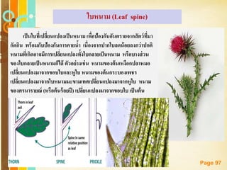 Free Powerpoint Templates
Page 97
ใบหนาม (Leaf spine)
เป็นใบที่เปลี่ยนแปลงเป็นหนาม เพื่อป้องกันอันตรายจากสัตว์ที่มา
กัดกิน พร้อมกับป้องกันการคายน้า เนื่องจากปากใบลดน้อยลงกว่าปกติ
หนามที่เกิดอาจมีการเปลี่ยนแปลงทั้งใบกลายเป็นหนาม หรือบางส่วน
ของใบกลายเป็นหนามก็ได้ ตัวอย่างเช่น หนามของต้นเหงือกปลาหมอ
เปลี่ยนแปลงมาจากขอบใบและหูใบ หนามของต้นกระบองเพชร
เปลี่ยนแปลงมาจากใบหนามมะขามเทศเปลี่ยนแปลงมาจากหูใบ หนาม
ของศรนารายณ์ (หรือต้นร้อยปี) เปลี่ยนแปลงมาจากขอบใบ เป็นต้น
 