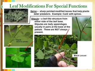 Free Powerpoint Templates
Page 98
 