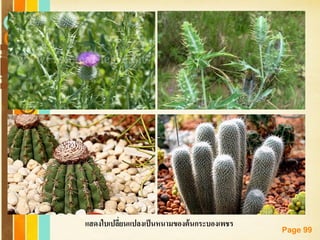 Free Powerpoint Templates
Page 99
แสดงใบเปลี่ยนแปลงเป็นหนามของต้นกระบองเพชร
 