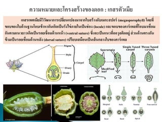 เกสรเพศเมียมีวิวัฒนาการเปลี่ยนแปลงมาจากใบสร้างอับเมกะสปอร์ (megasporophyll) โดยที่
ขอบของใบด้านฐานโอบเข้าหากันเกิดเป็นรังไข่ภายในเป็นช่อง (locule) และขอบของคาร์เพลที่โอบมาเชื่อม
กันตามแนวยาวเกิดเป็นรอยเชื่อมด้านหน้า (ventral suture) ซึ่งจะเป็นแนวที่ออวุลติดอยู่ ส่วนด้านตรงกัน
ข้ามเป็นรอยเชื่อมด้านหลัง (dorsal suture) เปรียบเสมือนเป็นเส้นกลางใบของคาร์เพล
 