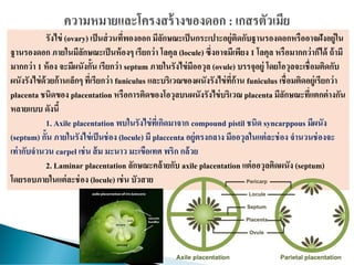 รังไข่ (ovary) เป็นส่วนที่พองออก มีลักษณะเป็นกระเปาะอยู่ติดกับฐานรองดอกหรืออาจฝังอยู่ใน
ฐานรองดอก ภายในมีลักษณะเป็นห้องๆ เรียกว่า โลคุล (locule) ซึ่งอาจมีเพียง 1 โลคุล หรือมากกว่าก็ได้ ถ้ามี
มากกว่า 1 ห้อง จะมีผนังกั้น เรียกว่า septum ภายในรังไข่มีออวุล (ovule) บรรจุอยู่ โดยโอวุลจะเชื่อมติดกับ
ผนังรังไข่ด้วยก้านเล็กๆ ที่เรียกว่า funiculus และบริเวณของผนังรังไข่ที่ก้าน funiculus เชื่อมติดอยู่เรียกว่า
placenta ชนิดของ placentation หรือการติดของโอวุลบนผนังรังไข่บริเวณ placenta มีลักษณะที่แตกต่างกัน
หลายแบบ ดังนี้
1. Axile placentation พบในรังไข่ที่เกิดมาจาก compound pistil ชนิด syncarppous มีผนัง
(septum) กั้น ภายในรังไข่เป็นช่อง (locule) มี placcenta อยู่ตรงกลาง มีออวุลในแต่ละช่อง จานวนช่องจะ
เท่ากับจานวน carpel เช่น ส้ม มะนาว มะเขือเทศ พริก กล้วย
2. Laminar placentation ลักษณะคล้ายกับ axile placentation แต่ออวุลติดผนัง (septum)
โดยรอบภายในแต่ละช่อง (locule) เช่น บัวสาย
 