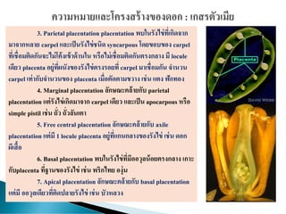 3. Parietalplacentation placentation พบในรังไข่ที่เกิดจาก
มาจากหลาย carpel และเป็นรังไข่ชนิด syncarpous โดยขอบของ carpel
ที่เชื่อมติดกันจะไม่โค้งเข้าด้านใน หรือไม่เชื่อมติดกันตรงกลาง มี locule
เดียว placenta อยู่ที่ผนังของรังไข่ตรงรอยที่ carpel มาเชื่อมกัน จานวน
carpel เท่ากับจานวนของ placenta เมื่อตัดตามขวาง เช่น แตง ฟักทอง
4. Marginal placentation ลักษณะคล้ายกับ parietal
placentation แต่รังไข่เกิดมาจาก carpel เดียว และเป็น apocarpous หรือ
simple pistil เช่น ถั่ว ถั่วลันเตา
5. Free central placentation ลักษณะคล้ายกับ axile
placentation แต่มี 1 locule placenta อยู่ที่แกนกลางของรังไข่ เช่น ดอก
ผีเสื้อ
6. Basal placentation พบในรังไข่ที่มีออวุลน้อยตรงกลาง เกาะ
กับplacenta ที่ฐานของรังไข่ เช่น พริกไทย องุ่น
7. Apical placentation ลักษณะคล้ายกับ basal placentation
แต่มี ออวุลเดียวที่ติดปลายรังไข่ เช่น บัวหลวง
 