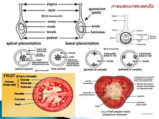ภาพแสดงเกสรเพศเมีย
 