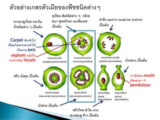 หางนกยูงไทย กระถิน
ถั่วชนิดต่าง ๆ เป็นต้น
ทุเรียน ส้มชนิดต่าง ๆ กล้วย
ชบา พุทธรักษา มะเขือเทศ
เป็นต้น
ตาลึง แตงกวา มะละกอ กะทกรก
เป็นต้น
พริก มังคุด เป็นต้น
บัวสาย เป็นต้น
พริกไทย ลาไย เงาะ
พวงชมพู ข้าว เป็นต้น
บัวหลวง เป็นต้น
septum ผนังกั้น
ระหว่างช่อง locule
การติดของ ovule
ห้อยลงมา =
pendulous
Carpel พับเข้าไป
เชื่อมกันตรงกลางทาให้
เกิดแกน axis
 