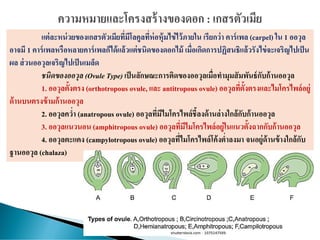 แต่ละหน่วยของเกสรตัวเมียที่มีโลคูลที่ห่อหุ้มไข่ไว้ภายใน เรียกว่า คาร์เพล (carpel) ใน 1 ออวุล
อาจมี 1 คาร์เพลหรือหลายคาร์เพลก็ได้แล้วแต่ชนิดของดอกไม้ เมื่อเกิดการปฏิสนธิแล้วรังไข่จะเจริญไปเป็น
ผล ส่วนออวุลเจริญไปเป็นเมล็ด
ชนิดของออวุล (Ovule Type) เป็นลักษณะการติดของออวุลเมื่อทามุมสัมพันธ์กับก้านออวุล
1. ออวุลตั้งตรง (orthotropous ovule, และ antitropous ovule) ออวุลที่ตั้งตรงและไมโครไพล์อยู่
ด้านบนตรงข้ามก้านออวุล
2. ออวุลคว่า (anatropous ovule) ออวุลที่มีไมโครไพล์ชี้ลงด้านล่างใกล้กับก้านออวุล
3. ออวุลแนวนอน (amphitropous ovule) ออวุลที่มีไมโครไพล์อยู่ในแนวตั้งฉากกับก้านออวุล
4. ออวุลตะแคง (campylotropous ovule) ออวุลที่ไมโครไพล์โค้งต่าลงมา จนอยู่ด้านข้างใกล้กับ
ฐานออวุล (chalaza)
 