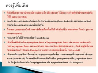  กิ่งที่เปลี่ยนสภาพมาเป็นดอกมีความพิเศษ คือ ปล้องสั้นมาก ไม่มีตา การเจริญเติบโตมีขอบเขตจากัด
(ไม่มี apical meristem)
 ดอกกาเนิดจากตาเช่นเดียวกับกิ่งและใบ ซึ่งเรียกว่า ตาดอก (flower bud) หรือ ตารวม (mixed bud)
อาจเกิดที่ปลายยอดของลาต้นหรือที่กิ่งก็ได้
 ก้านดอก (peduncle) เป็นส่วนของลาต้นเหมือนกิ่งหรือก้านใบโดยที่ปลายจะแผ่ออก เรียกว่า ฐานรอง
ดอก (receptacle)
 ดอกบางชนิดไม่มีก้านดอก เรียกว่า sessile flower
 กลีบเลี้ยงที่ติดกัน เรียก synsepalous flower หรือ gamosepalous flower เช่น ดอกแค แต่ถ้าแยกกัน
เรียก polysepalous flower เช่น ดอกบัวสาย ดอกบางชนิดจะมีกลีบสีเขียวเล็ก ๆ เป็นเส้นอยู่ใต้ชั้นของ
กลีบเลี้ยง เรียก ริ้วประดับ (Epicalyx) เช่น ดอกชบา และกลีบเลี้ยงสีอื่น เรียก petaloid
 กลีบดอกพืชบางชนิดจะมีต่อมน้าหวาน (nectaries)ผลิตน้าหวาน (nectar) กลิ่นหอมจากน้ามันหอม
ระเหย (essential oil) พืชบางชนิดกลีบดอกจะติดกัน เรียก gamopetalous หรือ sympetalous flower
เช่น ผักบุ้ง ถ้ากลีบแยกกัน เรียก polypetalous หรือ apopetalous flower เช่น ดอกกุหลาบ
 