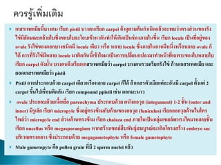 เกสรเพศเมียนี้บางคน เรียก pistil บางคนเรียก carpel ถ้าดูตามต้นกาเนิดแล้วจะพบว่าตรงส่วนของรัง
ไข่มีลักษณะคล้ายใบซึ่งขอบใบจะโอบเข้าหากันทาให้เกิดเป็นช่องภายในขึ้น เรียก locule เป็นที่อยู่ของ
ovule รังไข่ของดอกบางชนิดมี locule เดียว หรือ หลาย locule ซึ่งภายในอาจมีหนึ่งหรือหลาย ovule ก็
ได้ การที่รังไข่มีหลาย locule มาติดกันนี้เข้าใจมาเป็นการเปลี่ยนแปลงมาทาหน้าที่เฉพาะของใบหลายใบ
เรียก carpel ดังนั้น บางคนจึงเรียกเกสรเพศเมียว่า carpel บางคนรวมเรียกรังไข่ ก้านเกสรเพศเมีย และ
ยอดเกสรเพศเมียว่า pistil
 Pistil อาจประกอบด้วย carpel เดียวหรือหลาย carpel ก็ได้ ถ้าเกสรตัวเมียแต่ละอันมี carpel ตั้งแต่ 2
carpel ขึ้นไปเชื่อมติดกัน เรียก compound ppistil เช่น ดอกมะนาว
 ovule ประกอบด้วยเนื้อเยื่อ parenchyma ประกอบด้วย ผนังออวุล (integument) 1-2 ชั้น (outer and
inner) มีรูเล็ก เรียก micropyle ซึ่งอยู่ตรงข้ามกับก้านของออวุล (funiculus) เรียกออกวุลด้านไมโคร
ไพล์ว่า micropyle end ส่วนด้านตรงข้าม เรียก chalaza end ภายในเป็นกลุ่มเซลล์พาเรงไคมาหลายชั้น
เรียก nucellus หรือ megasporangium หากสร้างเซลล์สืบพันธุ์สมบูรณ์จะเกิดโครงสร้าง embryo sac
บริเวณตรงกลาง ซึ่งประกอบด้วย megagametophyte หรือ female gametophyte
 Male gametopyte คือ pollen grain ที่มี 2 sperm nuclei แล้ว
 