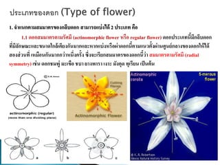 1. จาแนกตามสมมาตรของกลีบดอก สามารถแบ่งได้ 2 ประเภท คือ
1.1 ดอกสมมาตรตามรัศมี (actinomorphic flower หรือ regular flower) ดอกประเภทนี้มีกลีบดอก
ที่มีลักษณะและขนาดใกล้เคียงกันมากและหากแบ่งหรือผ่าดอกนี้ตามแนวตั้งผ่านศูนย์กลางของดอกให้ได้
สองส่วนที่ เหมือนกันมากกว่าหนึ่งครั้ง ซึ่งจะเรียกสมมาตรของดอกนี้ว่า สมมาตรตามรัศมี (radial
symmetry) เช่น ดอกชมพู่ มะเขือ ชบา ยางพารา เงาะ มังคุด ทุเรียน เป็นต้น
 