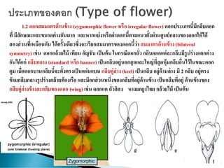 1.2 ดอกสมมาตรด้านข้าง (zygomorphic flower หรือ irregular flower) ดอกประเภทนี้มีกลีบดอก
ที่ มีลักษณะและขนาดต่างกันมาก และหากแบ่งหรือผ่าดอกนี้ตามแนวตั้งผ่านศูนย์กลางของดอกให้ได้
สองส่วนที่เหมือนกัน ได้ครั้งเดียวซึ่งจะเรียกสมมาตรของดอกนี้ว่า สมมาตรด้านข้าง (bilateral
symmetry) เช่น ดอกกล้วยไม้ เทียน อัญชัน เป็นต้น ในกรณีดอกถั่ว กลีบดอกแต่ละกลีบมีรูปร่างแตกต่าง
กันได้แก่ กลีบกลาง (standard หรือ banner) เป็นกลีบอยู่นอกสุดและใหญ่ที่สุดหุ้มกลีบอื่นไว้ในขณะดอก
ตูม เมื่อดอกบานกลีบนี้จะตั้งตรงเป็นแผ่นแบน กลีบคู่ล่าง (keel) เป็นกลีบ อยู่ด้านล่าง มี 2 กลีบ อยู่ตรง
ข้ามกลีบกลางรูปร่างคล้ายท้องเรือ และมีอกส่วนหนึ่งของกลีบที่อยู่ด้านข้าง เป็นกลีบที่อยู่ ด้านข้างของ
กลีบคู่ล่างข้างละกลีบของดอก (wing) เช่น ดอกแค ถั่วลิสง หางยกยูงไทย กล้วยไม้ เป็นต้น
 
