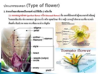 2. จาแนกโดยอาศัยเพศเป็นเกณฑ์ แบ่งได้เป็น 2 ชนิด คือ
2.1 ดอกสมบูรณ์เพศ (perfect flower หรือ bisexual flower) คือ ดอกที่มีเกสรตัวผู้และเกสรตัวเมียอยู่
ในดอกเดียวกัน เช่น ดอกชบา พู่ระหง ถั่ว พริก พุทธรักษา ข้าว หญ้า บานบุรี ผักกาด มะเขือ กะหล่า
ต้อยติ่ง สับปะรด หอม กระเทียม มะม่วง อัญชัน
 