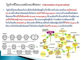  วัฏจักรชีวิตของพืชดอกในช่วงที่เห็นเป็นต้นพืชอยู่ทั่วๆ ไป มีโครงสร้างประกอบด้วย เซลล์ดิพลอยด์
(2n) ช่วงนี้จะเป็นช่วงดิพลอยด์หรือเรียกว่า สปอโรไฟต์ (Sporophyte) จากการสร้างเซลล์สืบพันธุ์ของ
พืชดอกจะได้แกมีโทไฟต์เพศเมีย (Female Gametophyte) คือ ถุงเอ็มบริโอ ซึ่งภายในมี 8 นิวเคลียส และ
แกมีโทไฟต์เพศผู้ (Male Gametophyte) คือ ละอองเรณูซึ่งอยู่ในมี 3 นิวเคลียส นิวเคลียสเหล่านี้มี
โครโมโซมเป็นแฮพลอยด์ (n) มีขนาดเล็ก เมื่อไข่และสเปิร์มนิวเคลียสปฏิสนธิกันได้ไซโกต (Zygote) ซึ่ง
มีจานวนโครโมโซมเป็นดิพลอยด์ ไซโกตก็จะเจริญเป็นเอ็มบริโอ (Embryo) และต้นอ่อนต่อไป
 