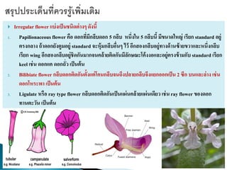  Irregular flower แบ่งเป็นชนิดต่างๆ ดังนี้
1. Papilionaceous flower คือ ดอกที่มีกลีบดอก 5 กลีบ หนึ่งใน 5 กลีบนี้ มีขนาดใหญ่ เรียก standard อยู่
ตรงกลาง ถ้าดอกยังตูมอยู่ standard จะหุ้มกลีบอื่นๆ ไว้ อีกสองกลีบอยู่ทางด้านซ้ายขวาและหนึ่งกลีบ
เรียก wing อีกสองกลีบอยู่ชิดกันมากจนคล้ายติดกันมีลักษณะโค้งงอและอยู่ตรงข้ามกับ standard เรียก
keel เช่น ดอกแค ดอกถั่ว เป็นต้น
2. Bilibiate flower กลีบดอกติดกันตั้งแต่โคนกลีบจนถึงปลายกลีบจึงแยกออกเป็น 2 ซีก บนและล่าง เช่น
ดอกโหระพา เป็นต้น
3. Ligulate หรือ ray type flower กลีบดอกติดกันเป็นแผ่นคล้ายแผ่นเดียว เช่นray flower ของดอก
ทานตะวัน เป็นต้น
 