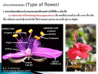 3. จาแนกโดยอาศัยส่วนประกอบของดอกเป็นเกณฑ์ แบ่งได้เป็น 2 ชนิด คือ
3.1 ดอกครบส่วนหรือดอกสมบูรณ์ (complete flower) คือ ดอกที่ประกอบด้วยวงทั้ง 4 ครบ คือ กลีบ
เลี้ยง กลีบดอก เกสรตัวผู้ เกสรตัวเมีย ได้แก่ ดอกชบา กุหลาบ แค มะเขือ พู่ระหง อัญชัน
 