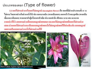 3.2 ดอกไม่ครบส่วนหรือดอกไม่สมบูรณ์ (incomplete flower) คือ ดอกที่มีส่วนประกอบทั้ง 4 วง
ไม่ครบ โดยขาดส่วนใดส่วนหนึ่งไป เช่น ดอกบานเย็น (ขาดกลีบดอก) ดอกหน้าวัวและอุตพิด (ขาดกลีบ
เลี้ยงและกลีบดอก) ขาดเกสรตัวผู้หรือเกสรตัวเมีย เช่นดอกตาลึง ฟักทอง บวบ แตง มะละกอ
อาจกล่าวได้ว่า ดอกครบส่วนคือดอกสมบูรณ์เพศเสมอ และดอกไม่สมบูรณ์เพศคือดอกไม่ครบส่วน
เสมอ ส่วนดอกไม่ครบส่วนจะเป็นดอกสมบูรณ์เพศหรือไม่สมบูรณ์เพศก็ได้เช่นเดียวกัน ดอกสมบูรณ์
เพศอาจเป็นดอกครบส่วนหรือไม่ครบส่วนก็ได้
 