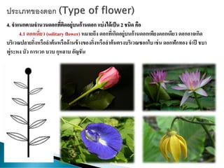 4. จาแนกตามจานวนดอกที่ติดอยู่บนก้านดอก แบ่งได้เป็น 2 ชนิด คือ
4.1 ดอกเดี่ยว (solitary flower) หมายถึง ดอกที่เกิดอยู่บนก้านดอกเพียงดอกเดียว ดอกอาจเกิด
บริเวณปลายกิ่งหรือลาต้นหรือด้านข้างของกิ่งหรือลาต้นตรงบริเวณซอกใบ เช่น ดอกฟักทอง จาปี ชบา
พู่ระหง บัว การเวก บวบ กุหลาบ อัญชัน
 