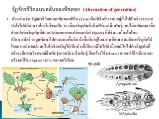  ตัวอย่างเช่น วัฏจักรชีวิตแบบสลับของเฟิร์น (Fern) ต้นเฟิร์นที่เราพบอยู่ทั่วไปเป็นช่วงระยะส
ปอโรไฟต์มีจานวนโครโมโซมเป็น 2n เมื่อเจริญเต็มที่แล้วเฟิร์นจะสืบพันธุ์แบบไม่อาศัยเพศ เมื่อ
อับสปอร์เจริญเต็มที่อับสปอร์จะแตกและปล่อยสปอร์ (Spore) ที่มีจานวนโครโมโซม
เป็น n สปอร์ จะถูกพัดพาไปตกลงบนพื้นดิน ถ้าพื้นดินอยู่ในสภาพที่เหมาะสมก็จะเจริญต่อไป
โดยการแบ่งเซลล์แบบไมโทซิสเจริญไปเป็นช่วงที่เป็นแกมีโทไฟต์ เมื่อแกมีโทไฟต์เจริญเต็มที่
แล้วจะมีการสร้างเซลล์สืบพันธุ์จากอวัยวะสืบพันธุ์ คือสร้างไข่ (Ovum) จากอาร์คีโกเนียม และ
สร้างสเปิร์ม (Sperm) จาก แอนเทอริเดียม
 