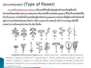 4.2 ดอกช่อ (inflorescence flower) เป็นดอกที่เกิดเป็นกลุ่มอยู่บนก้านดอกใหญ่เดียวกัน
ประกอบด้วยดอกย่อย (floret) หลายๆ ดอก แต่ละดอกมีก้านดอกย่อย (pedicel) ที่โคนก้านดอกย่อยมีใบ
ประดับ (bract) รองรับด้วยก้านดอกย่อยอยู่บนช่อดอก (peduncle) แกนกลางที่อยู่ต่อจากก้านช่อดอกที่
อยู่ระหว่างดอกย่อยแต่ละดอก เรียกว่า ราคิส (rachis) เช่น ดอกมะลิ หน้าวัว หางนกยูง กล้วยไม้
ทานตะวัน กระถินณรงค์ ทานตะวัน เข็ม เป็นต้น
 