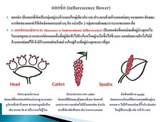  ดอกช่อ เป็นดอกที่เกิดเป็นกลุ่มอยู่บนก้านดอกใหญ่เดียวกัน และประกอบด้วยก้านดอกย่อยๆ หลายดอก ลักษณะ
การติดของดอกทาให้เกิดช่อดอกแบบต่างๆ กัน แบ่งเป็น 2 กลุ่มตามลักษณะการบานของดอก คือ
 1. ดอกช่อแบบช่อกระจะ (Racemose or Indeterminate inflorescence) เป็นดอกช่อที่ดอกย่อยที่อยู่ล่างสุดหรือ
ริมนอกสุดจะบานและแก่ก่อนดอกอื่นที่อยู่ถัดเข้าไปข้างในหรืออยู่เหนือขึ้นไปข้างบน ดอกย่อยอาจมีหรือไม่มี
ก้านดอกย่อยก็ได้ ถ้ามีก้านดอกย่อยโดยส่วนใหญ่ก้านที่อยู่ล่างสุดจะยาวที่สุด
Head Catkin Spadix
 